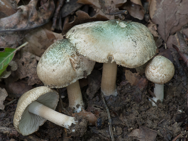 Inocybe corydalina